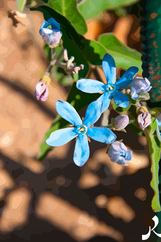 deux fleurs bleues