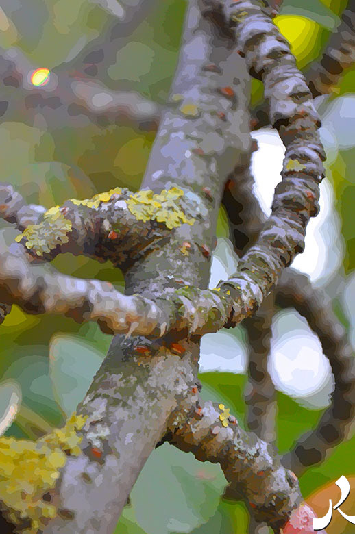 branches d'arbres