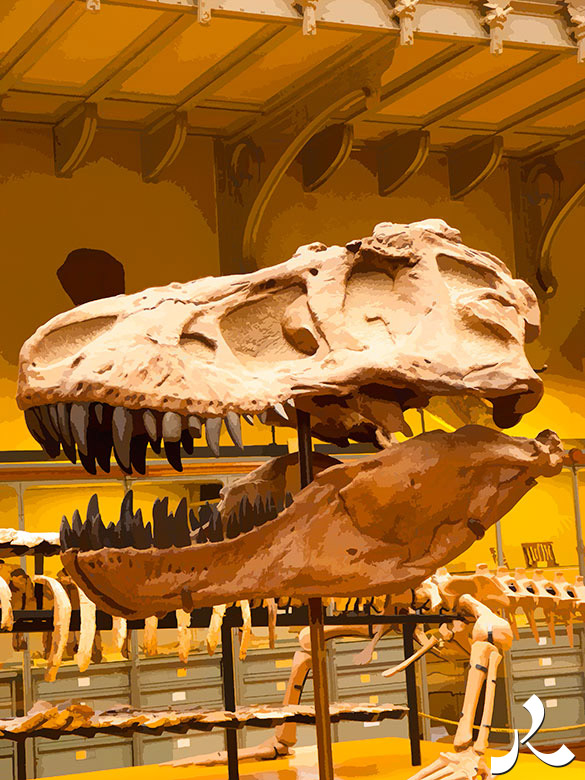 crâne de prédateur