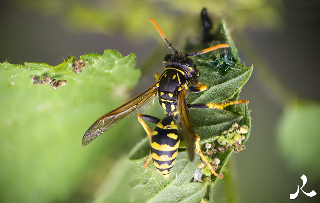 acrostiche sur ÉCRIRE 