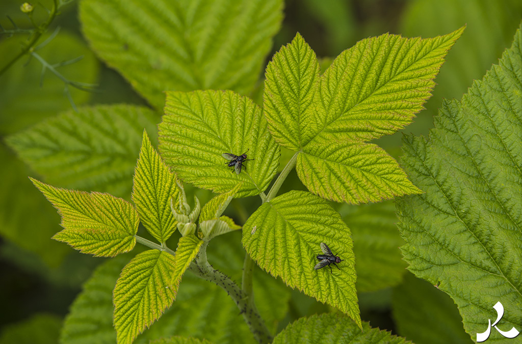 Courrire = courir + rire