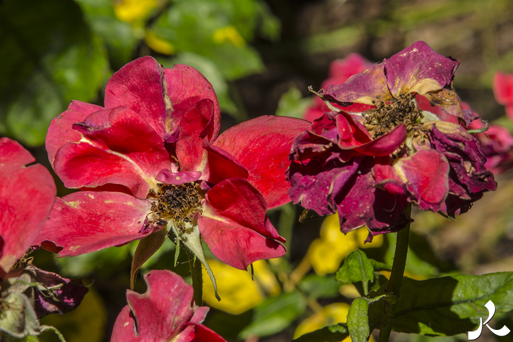 acrostiche sur ASSEZ 3