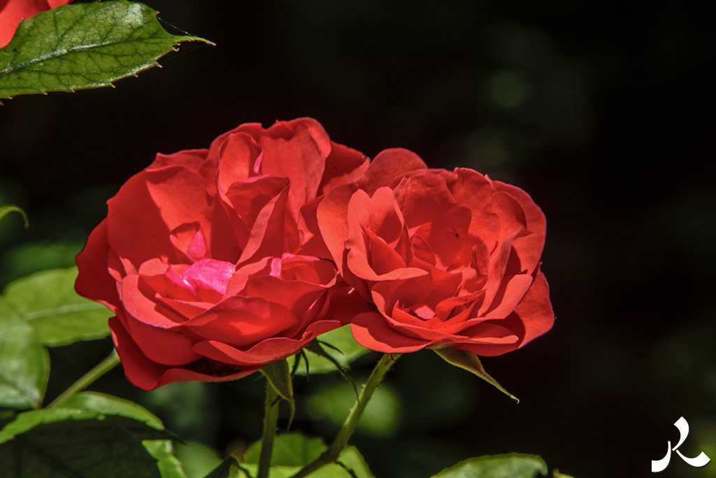 acrostiche sur PORTE 2