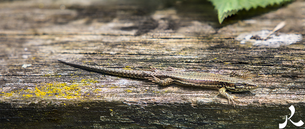 Des images et des maux…