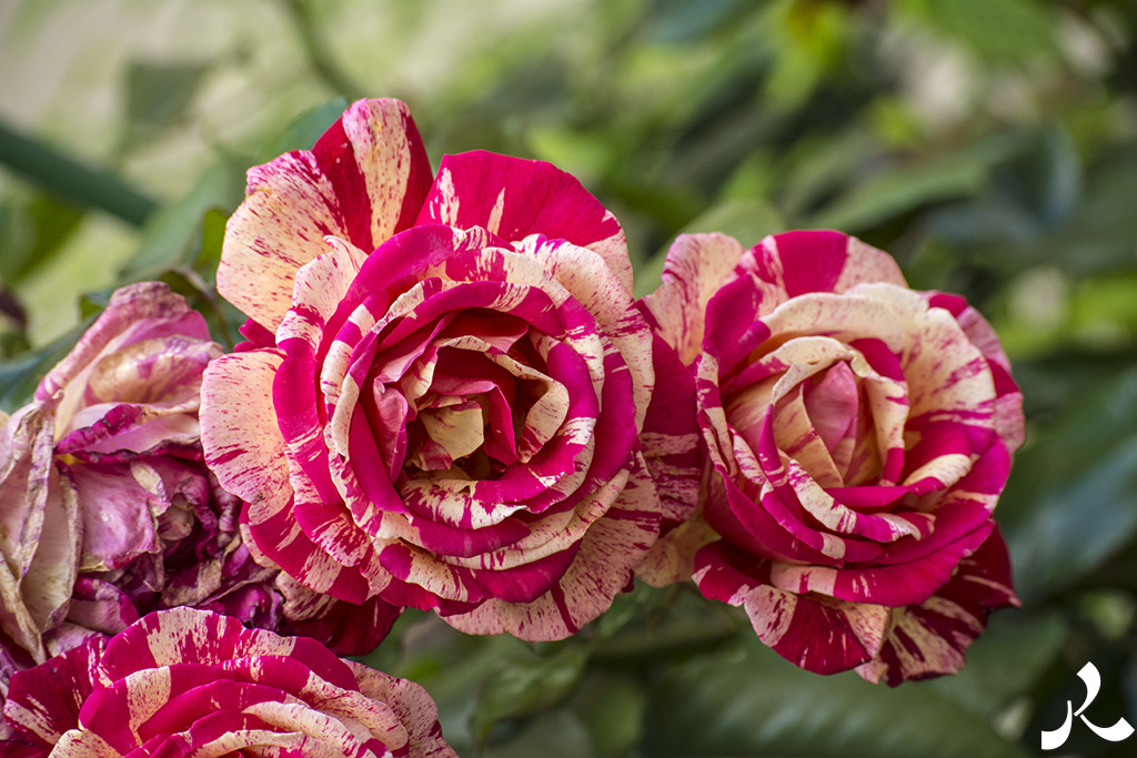 Des images et des maux…