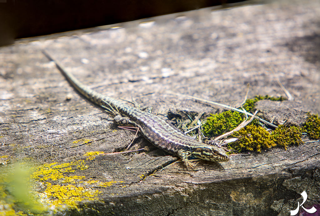 Courrire = courir + rire