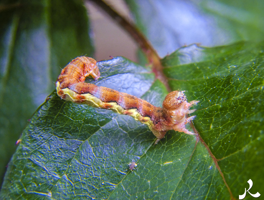 acrostiche sur PORTE 2