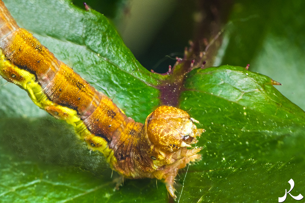 acrostiche sur CROIRE 2