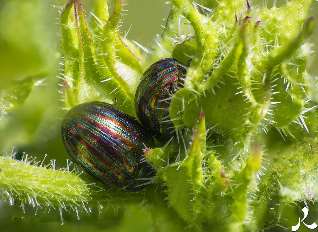 acrostiche sur CROIRE 1