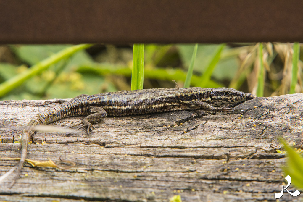 acrostiche sur PORTE 3