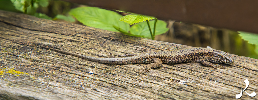 acrostiche sur ASSEZ 3