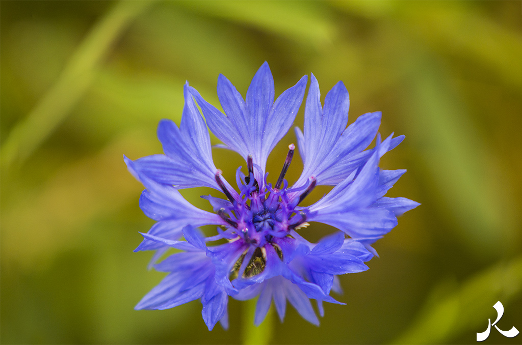 acrostiche sur PORTE 1