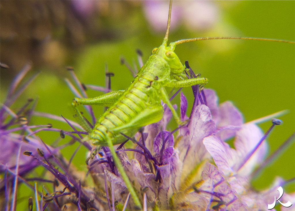 Des images et des maux…