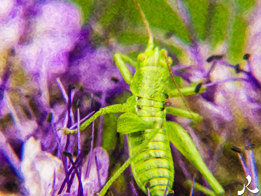 Des images et des maux…