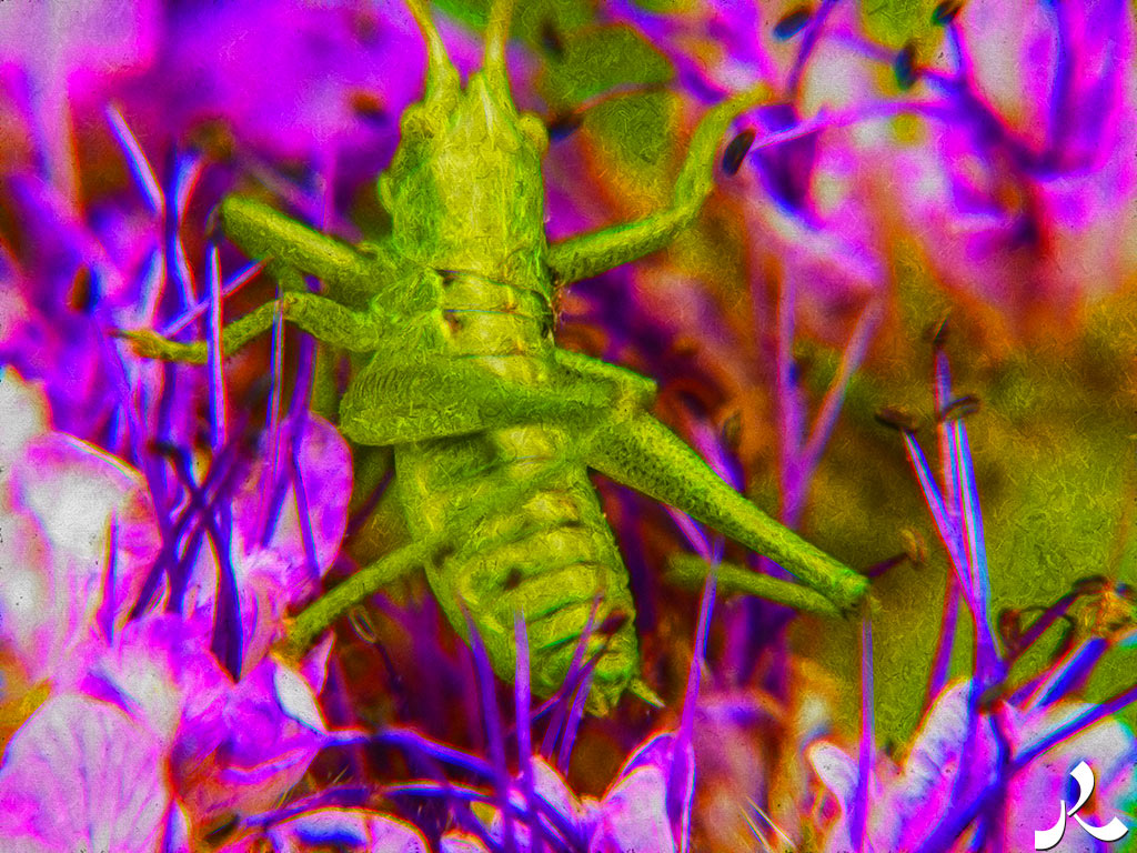 acrostiche sur ASSEZ 2