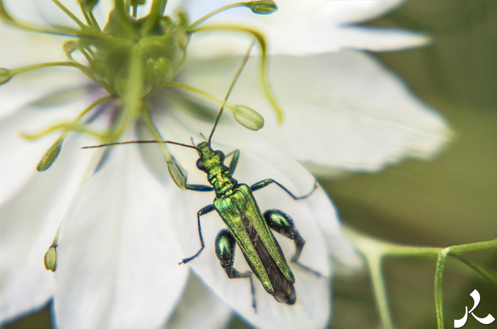 Des images et des maux…