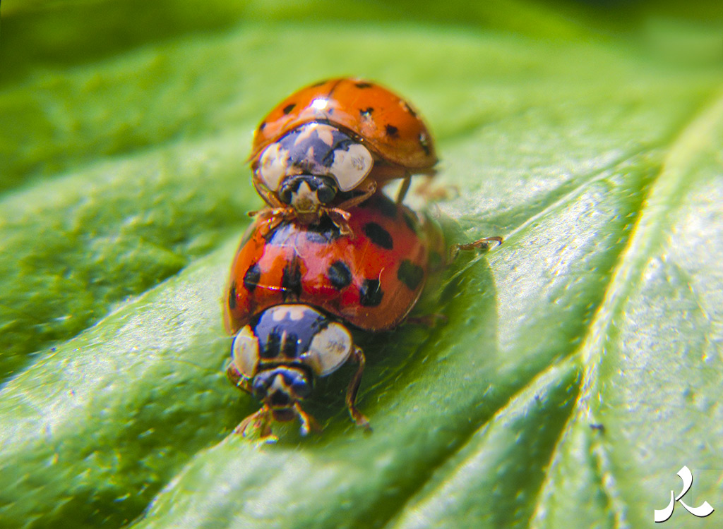 Des images et des maux…