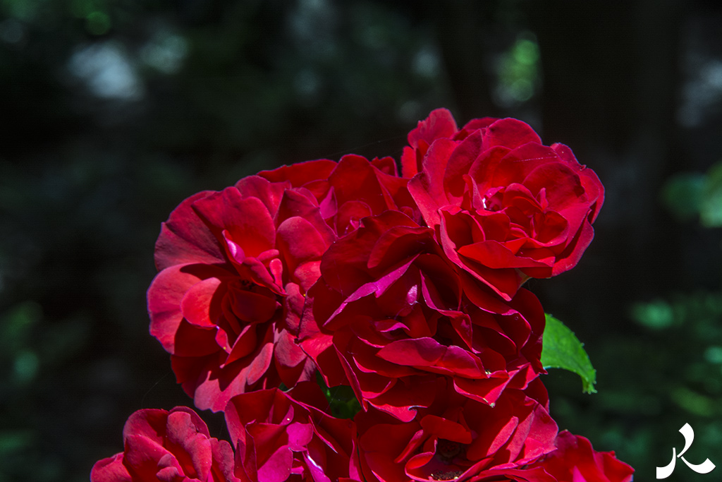 acrostiche sur ASSEZ