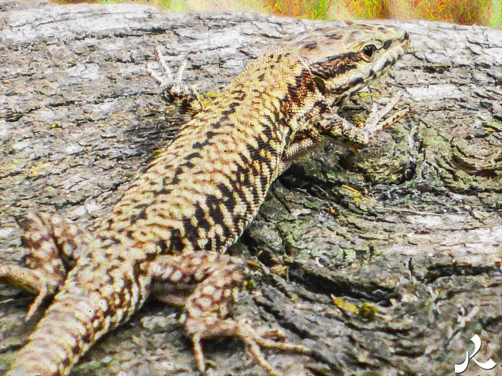 Des images et des maux…