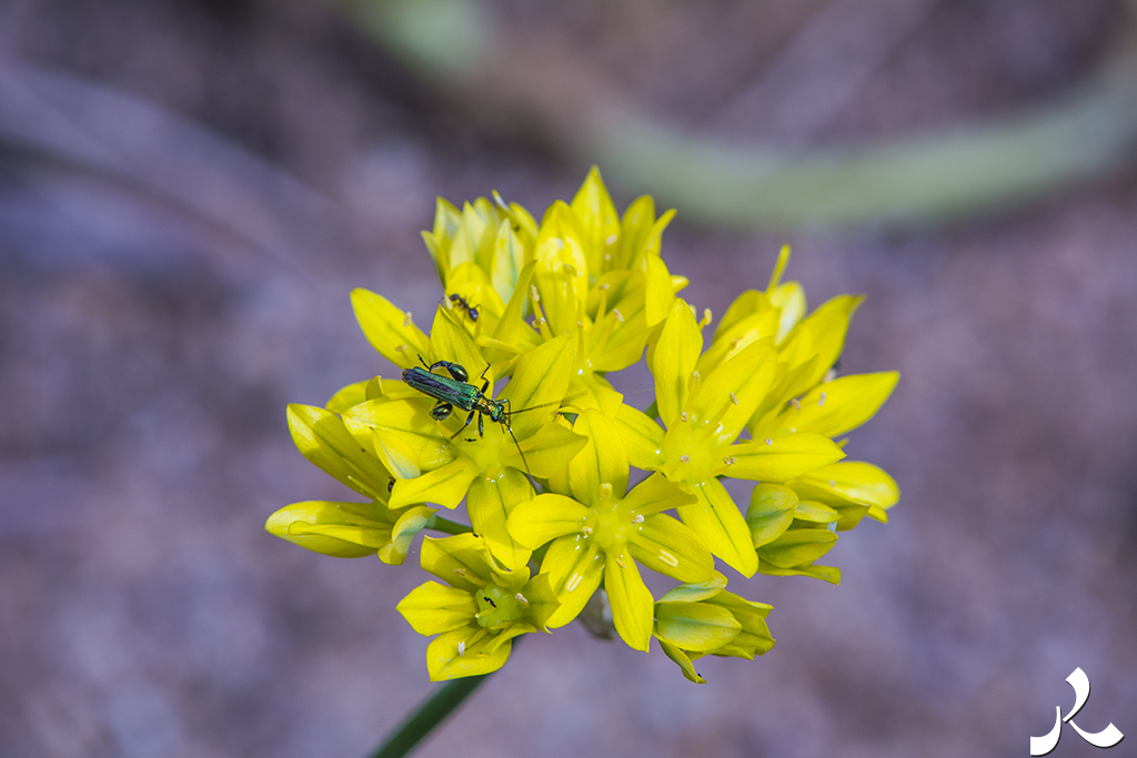 acrostiche sur ÉCRIRE 2