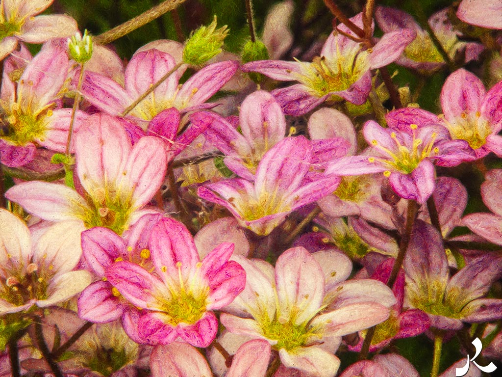 Des images et des maux…