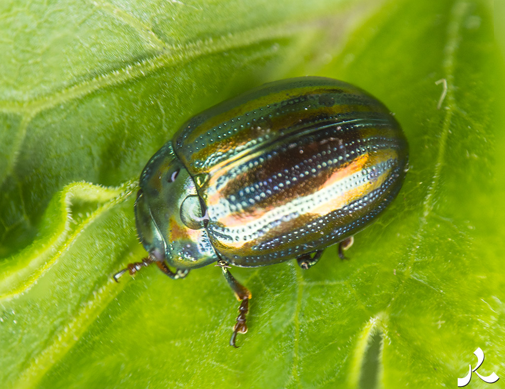 Courrire = courir + rire