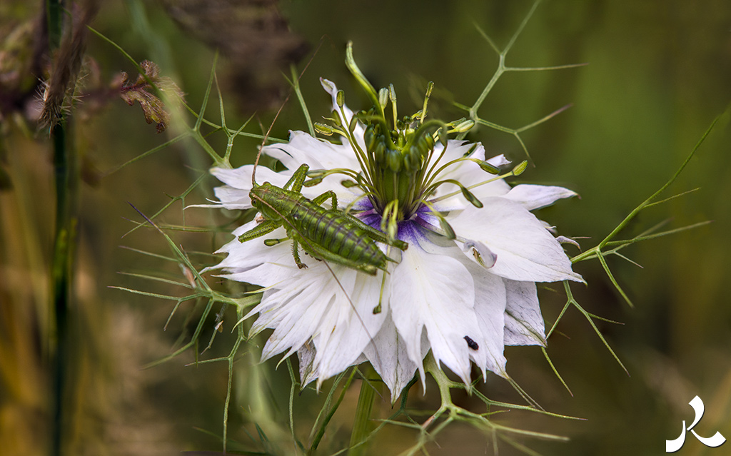 acrostiche sur ÉCRIRE 1