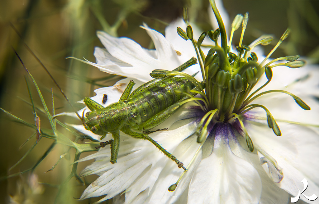 acrostiche sur CROIRE 1