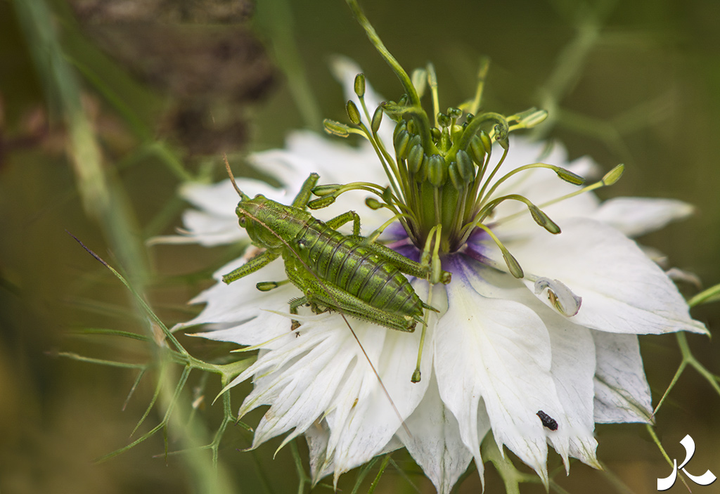 Des images et des maux…
