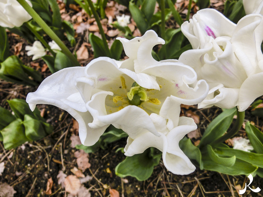 Des images et des maux…