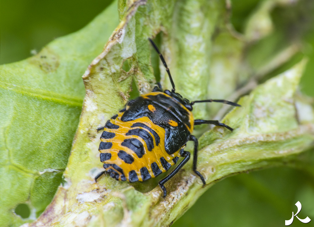 acrostiche sur ASSEZ 2