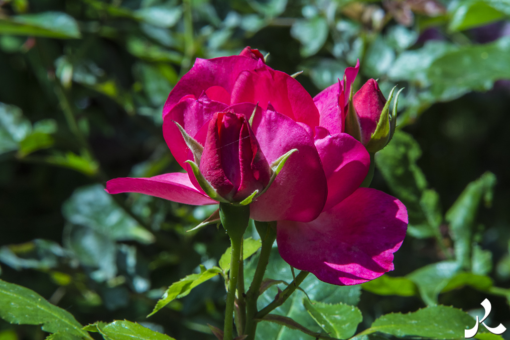 acrostiche sur TROP 2