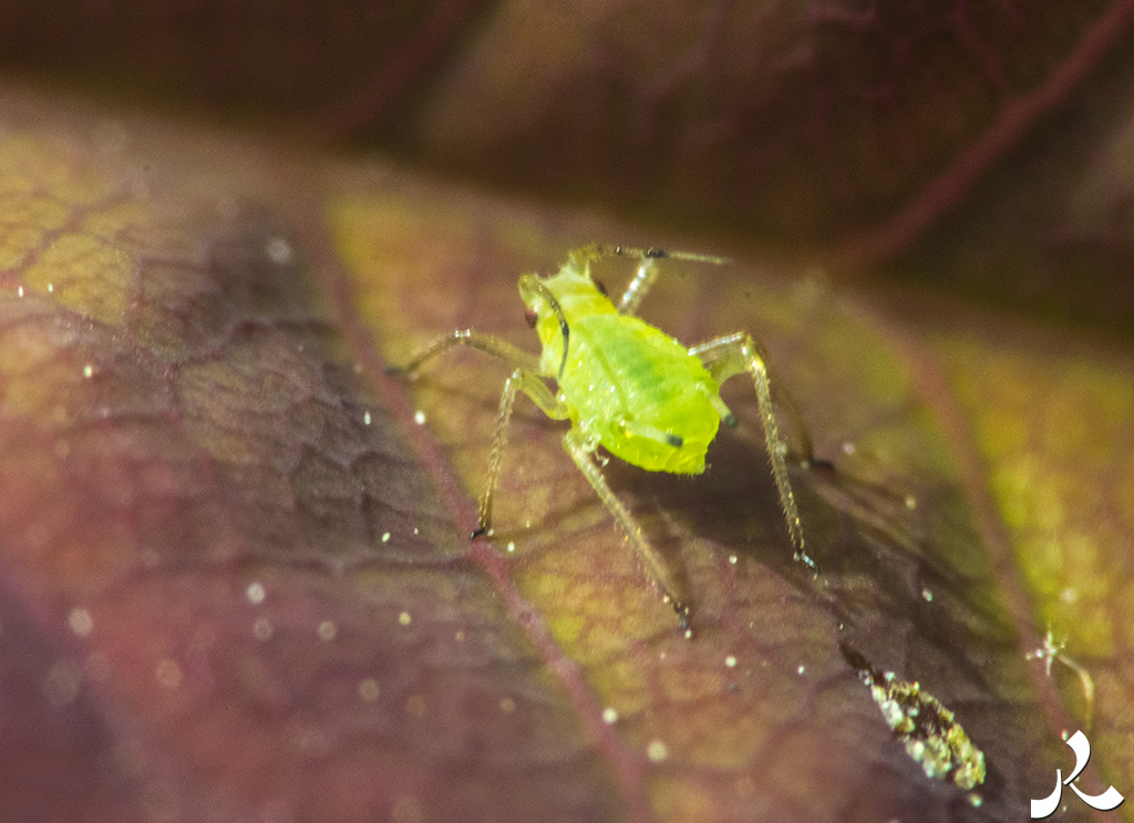 acrostiche sur TROP 2