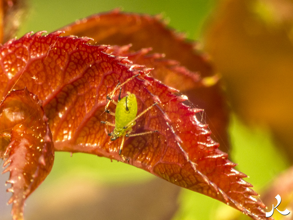 acrostiche sur CROIRE 3