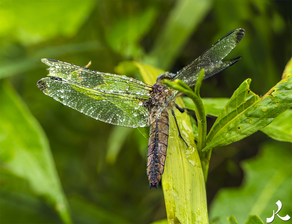acrostiche sur TROP 1