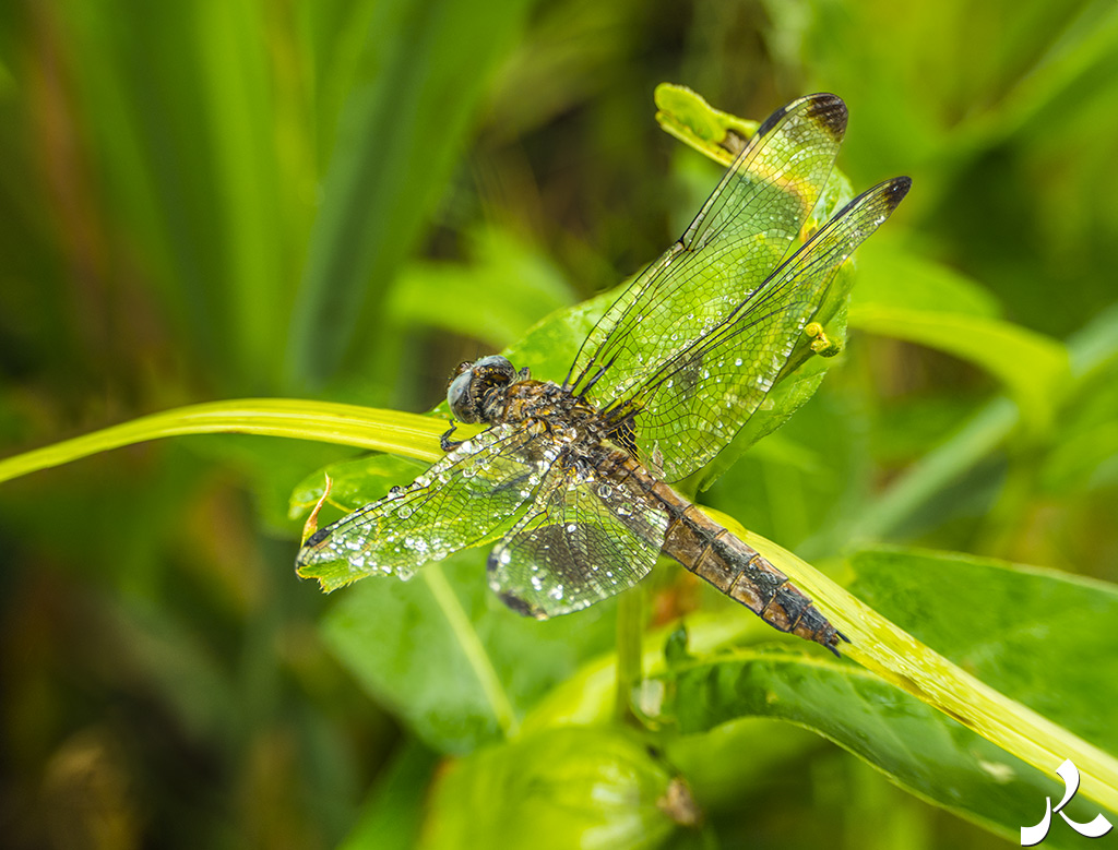 acrostiche sur ASSEZ 1
