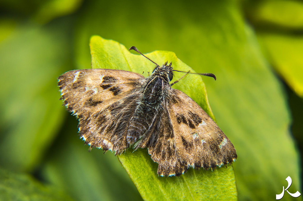 Courrire = courir + rire