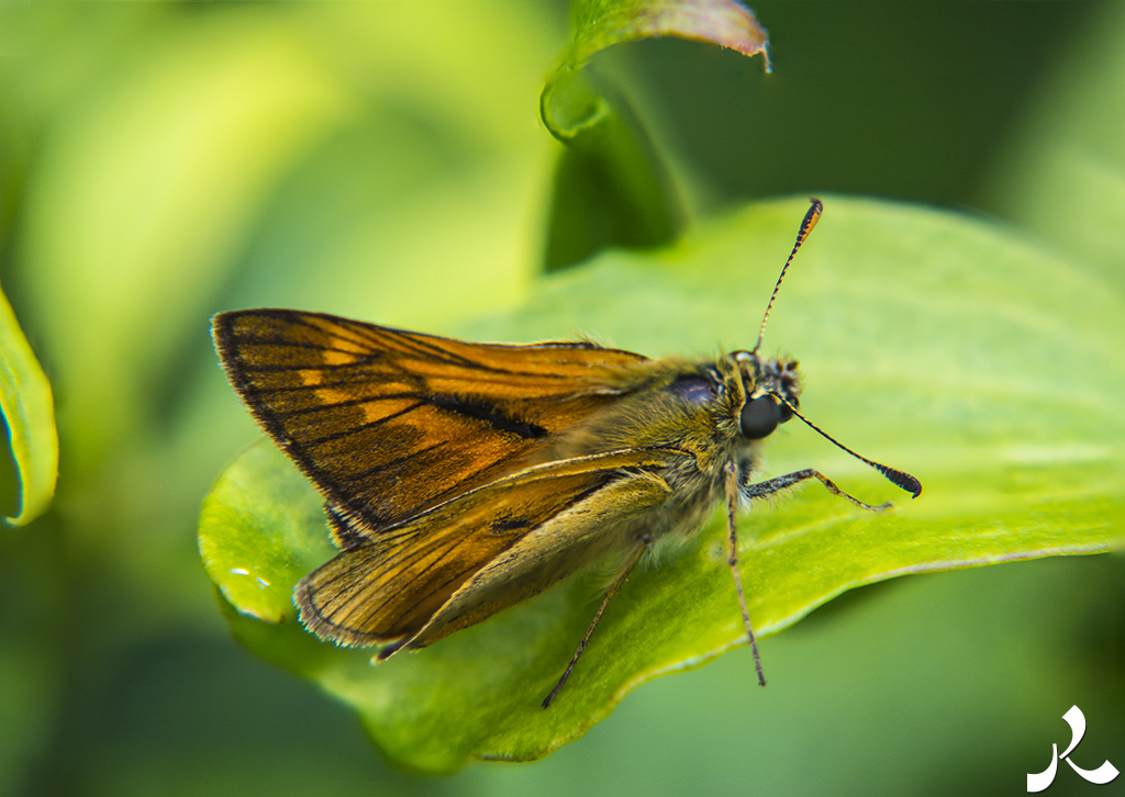Courrire = courir + rire
