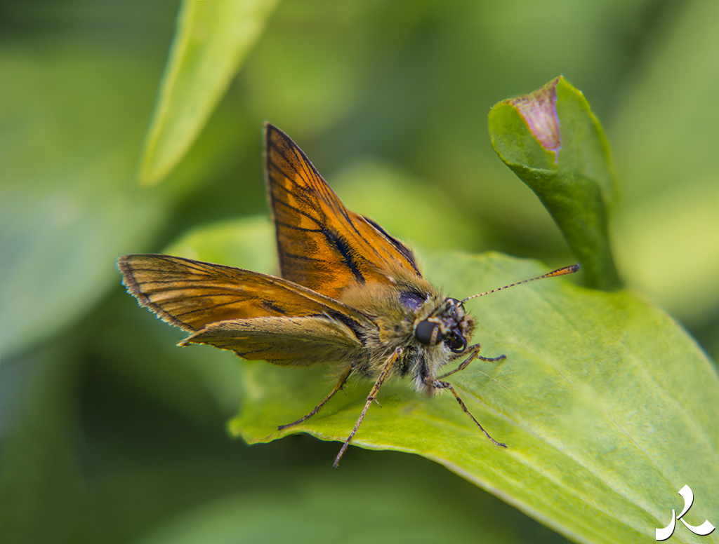 acrostiche sur ÉCRIRE 3