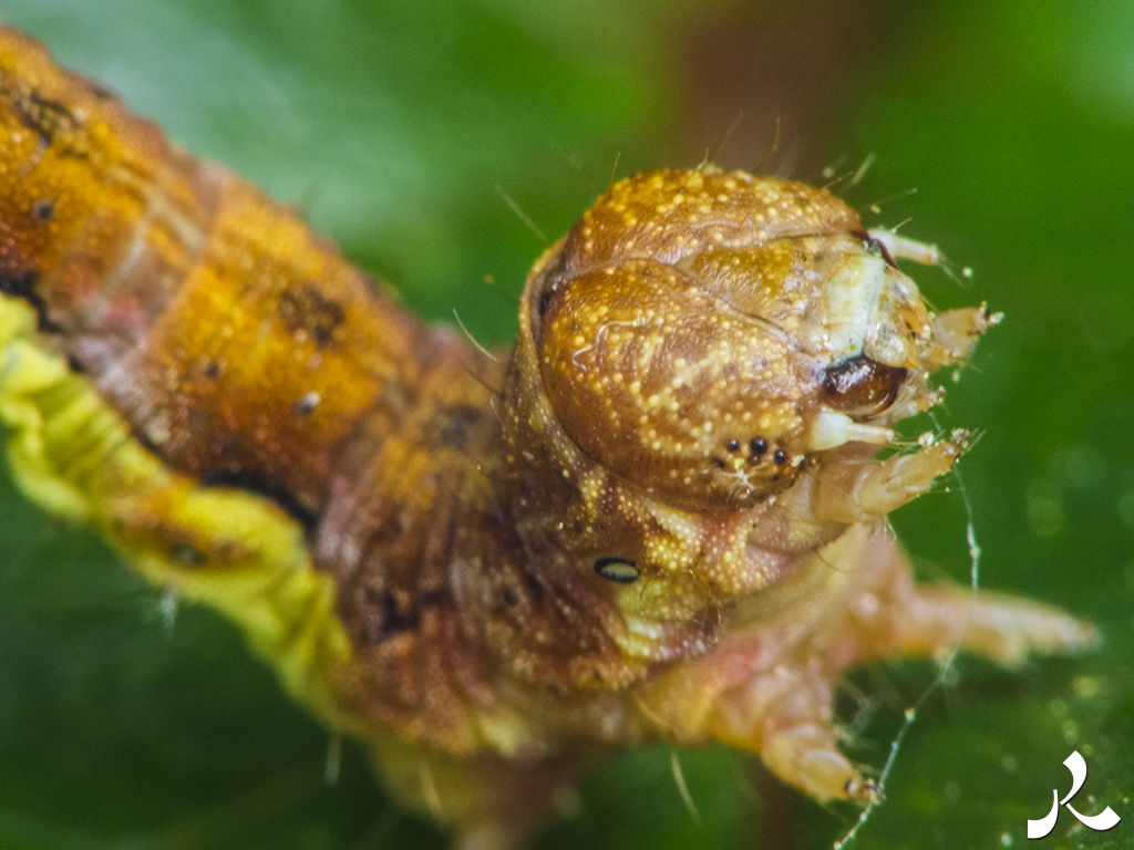 Des images et des maux…