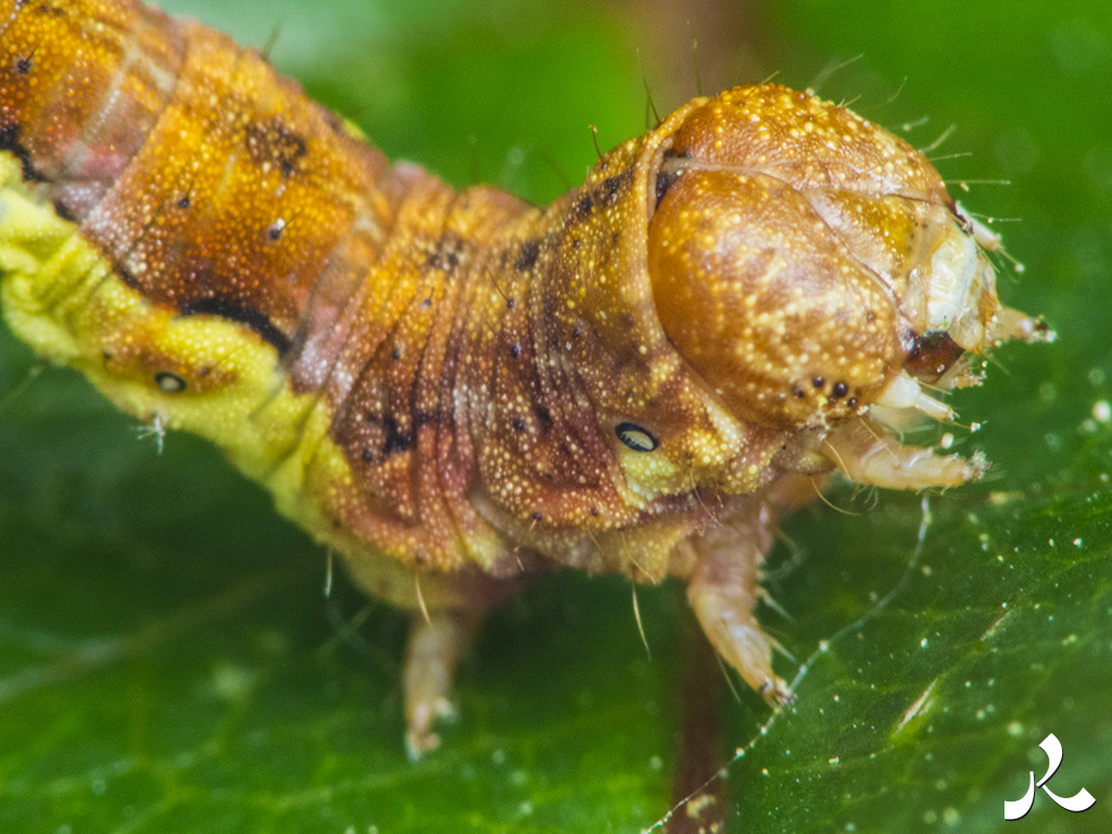 Des images et des maux…