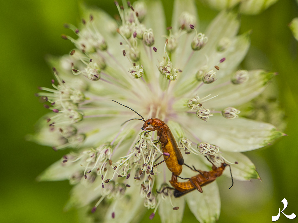 acrostiche sur TROP 1