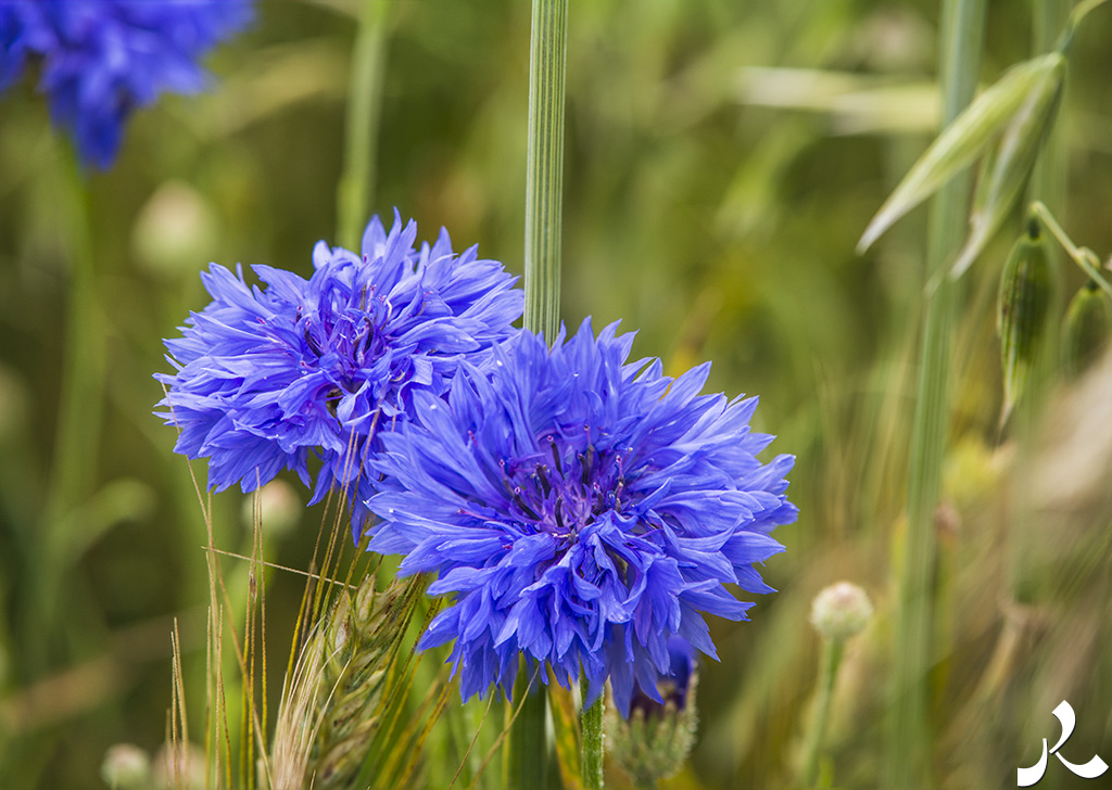 Courrire = courir + rire