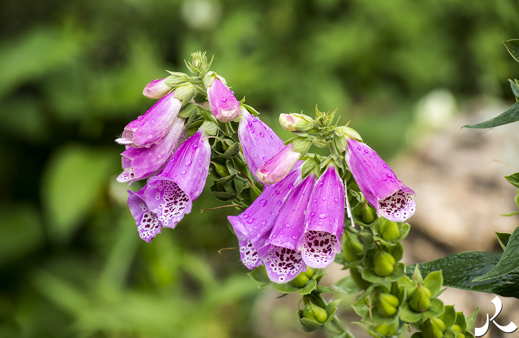 Courrire = courir + rire