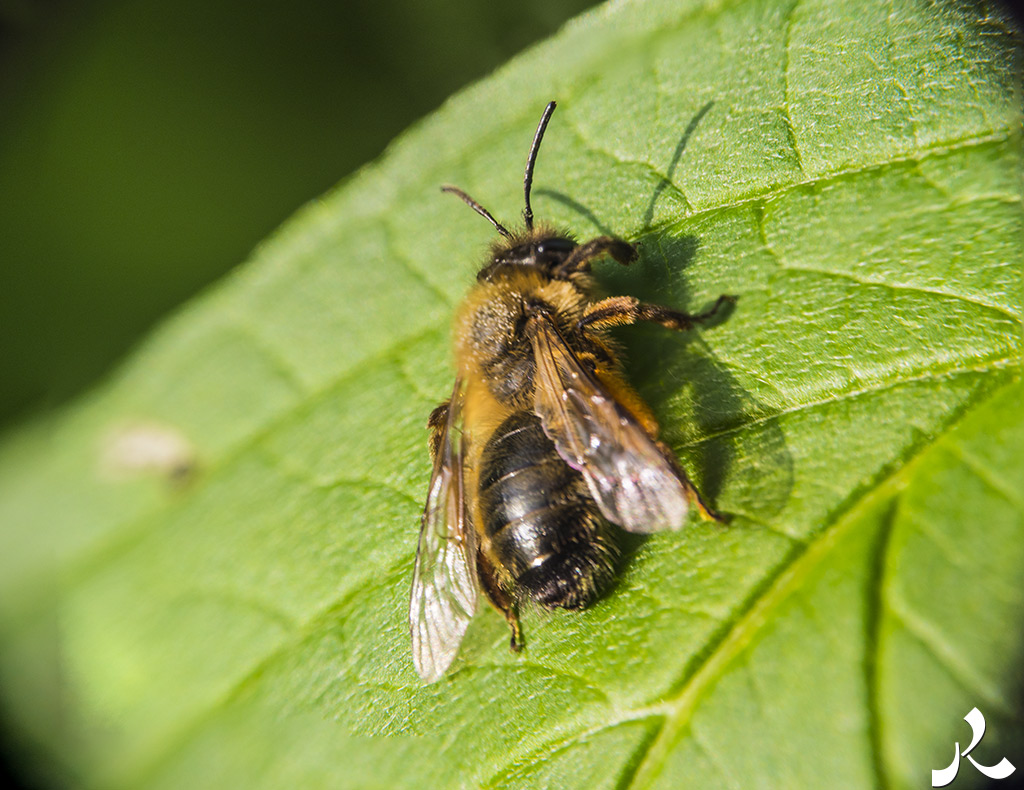 Des images et des maux…