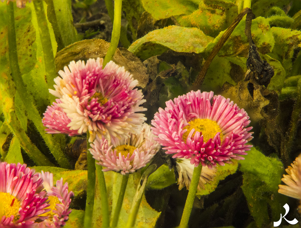 Des images et des maux…