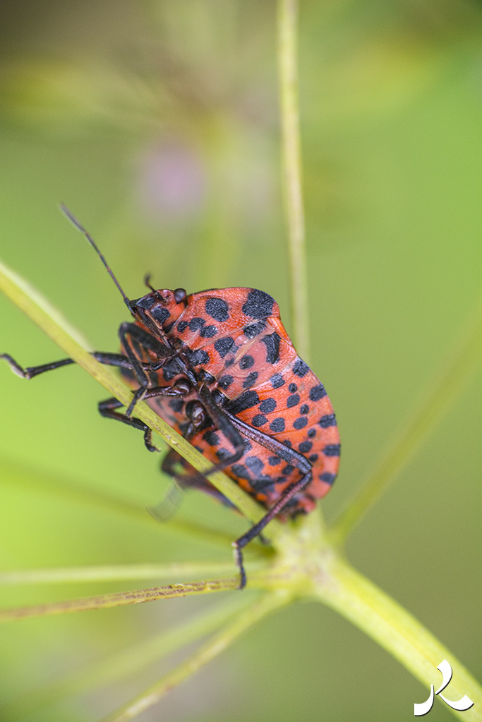 acrostiche sur TROP 2