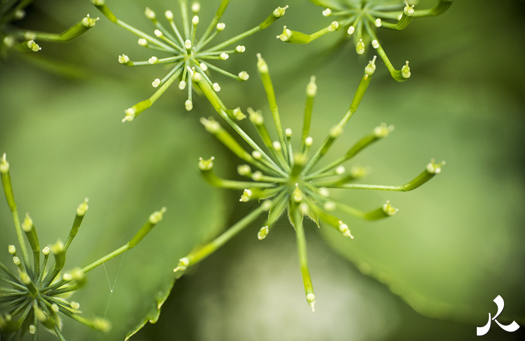 acrostiche sur PORTE 1