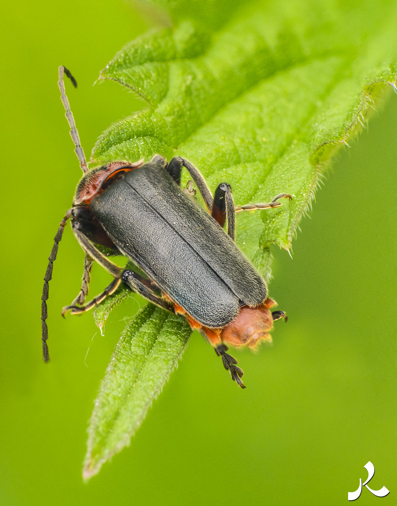 Des images et des maux…
