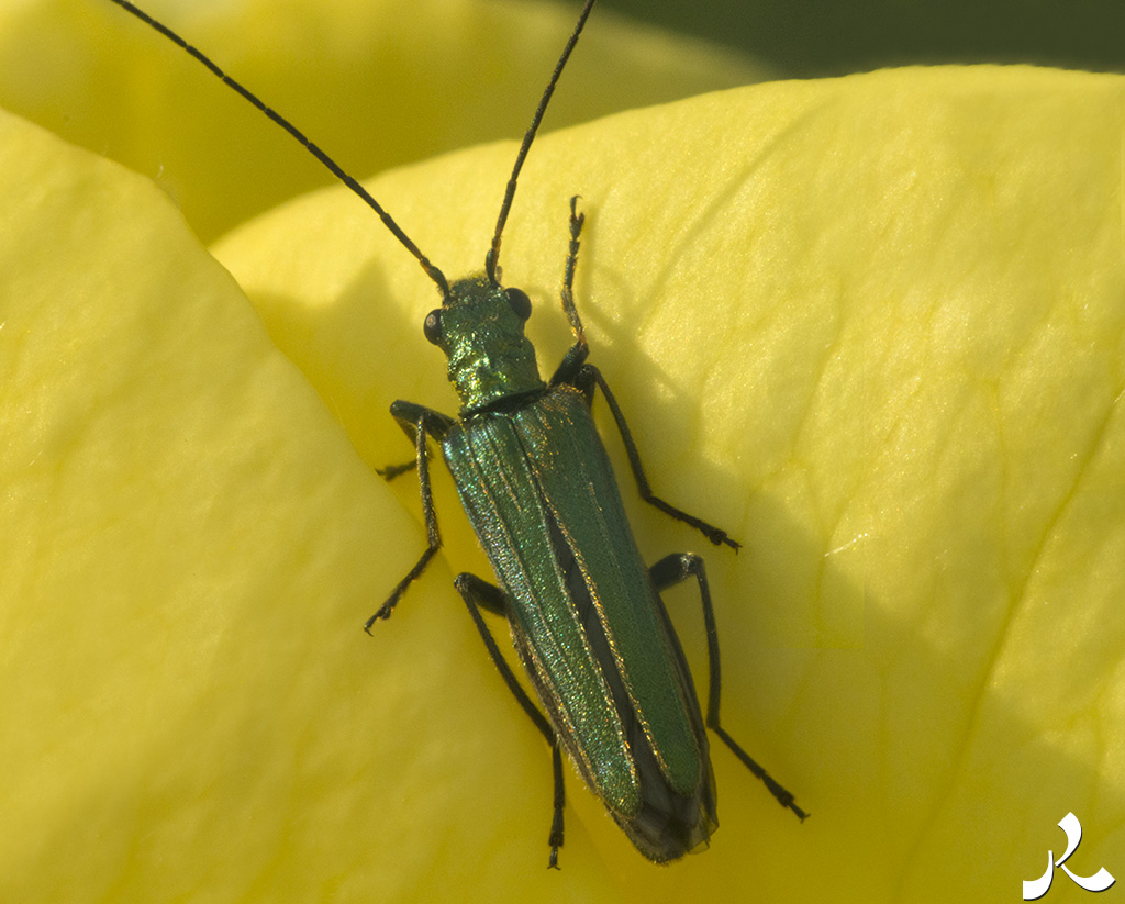 Des images et des maux…